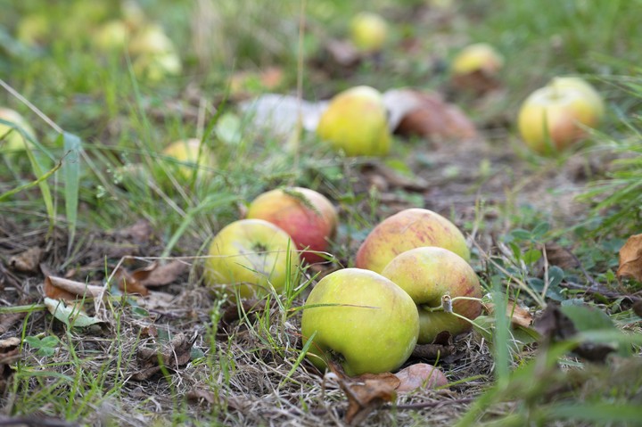 Nová záhrada - popadané ovocie